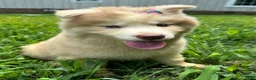 Siberian Husky dogs for sale: RAYA - Ad 26