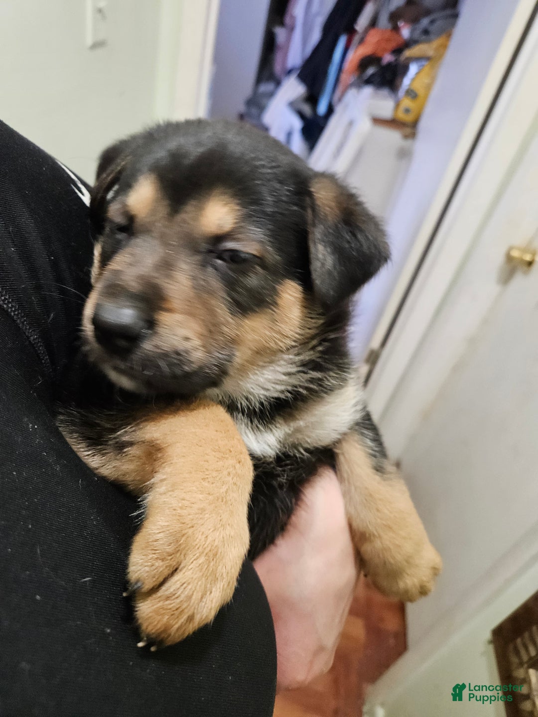 Mixed Breed dogs for sale:  Puppy 9 Light Green  - Ad 6
