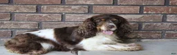 Cocker Spaniel dogs for sale: Sophia - Ad 5