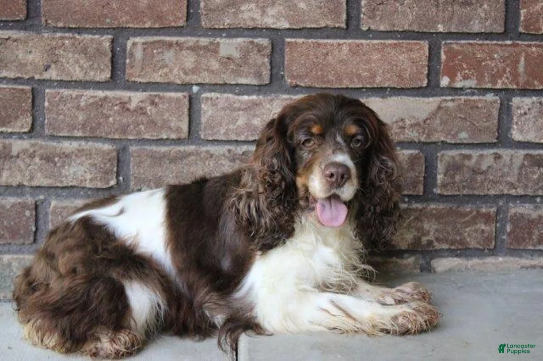 Cocker Spaniel dogs for sale: Sophia - Ad 5