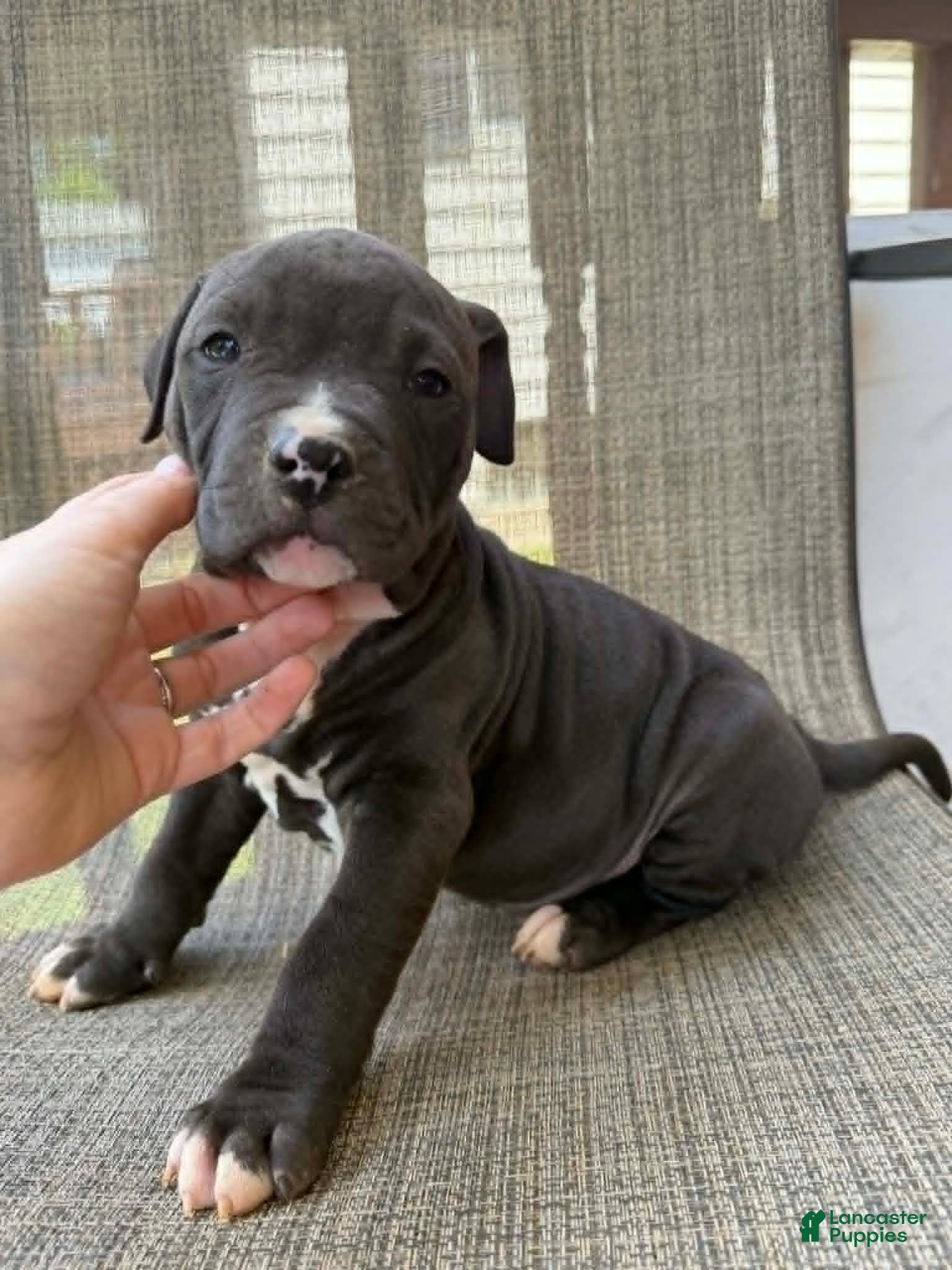 American Bully dogs for sale: Onyx - Ad 10