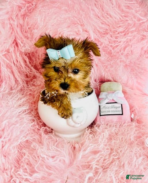 Yorkshire Terrier dogs Yorkshire Terrier Puppy 1 - Ad 14