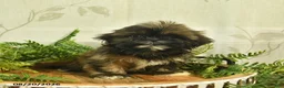 Shih Tzu dogs for sale: Dakota  - Ad 2