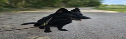 German Shepherd dogs for sale: Jisha - GiGi - Ad 4
