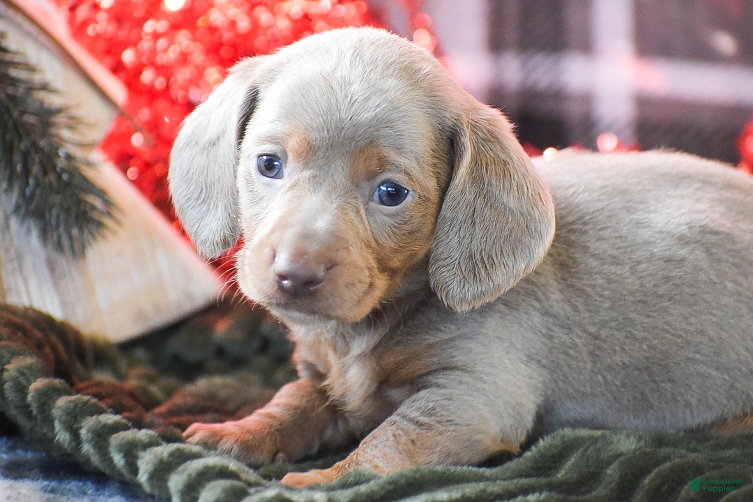 Dachshund dogs for sale: Frosty - Ad 2