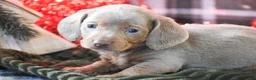 Dachshund dogs for sale: Frosty - Ad 7