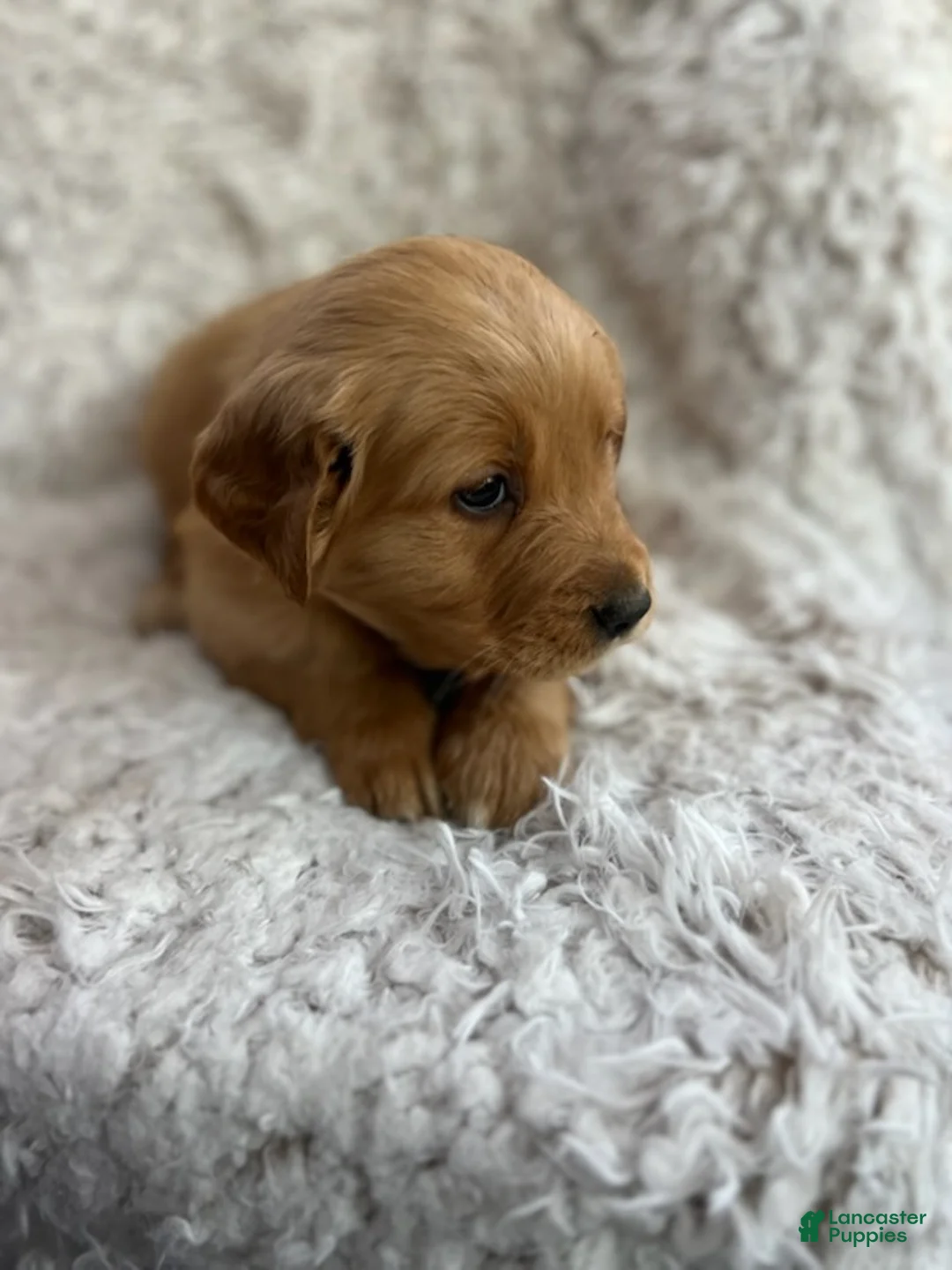 Golden Retriever dogs for sale: Kinsey - Ad 2