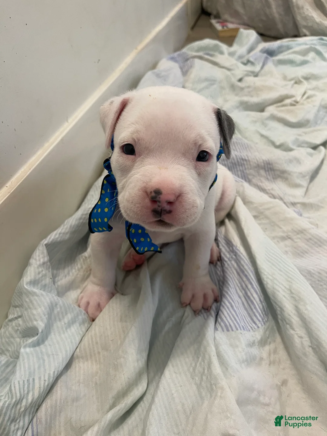 American Bully dogs for sale: American Bully Puppy 8 - Ad 2
