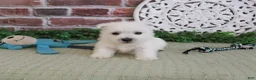 West Highland Terrier dogs for sale: Wallace - Ad 2