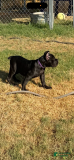 Cane Corso dogs Girl 1 - Ad 1