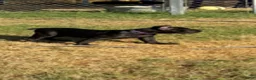 Cane Corso dogs for sale: Girl 1 - Ad 1