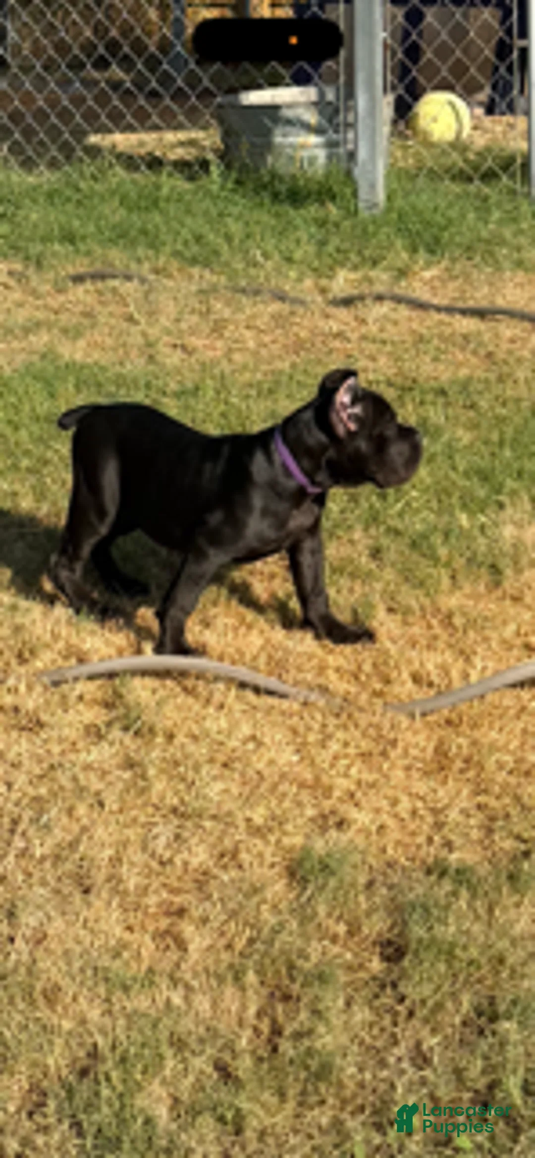 Cane Corso dogs for sale: Girl 1 - Ad 1