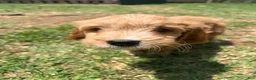 Mixed Breed dogs for sale: Ace - Ad 2