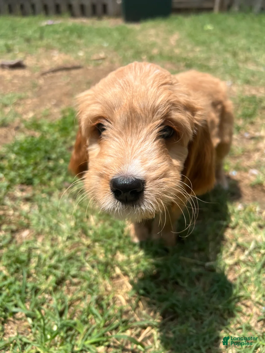 Mixed Breed dogs for sale: Ace - Ad 2