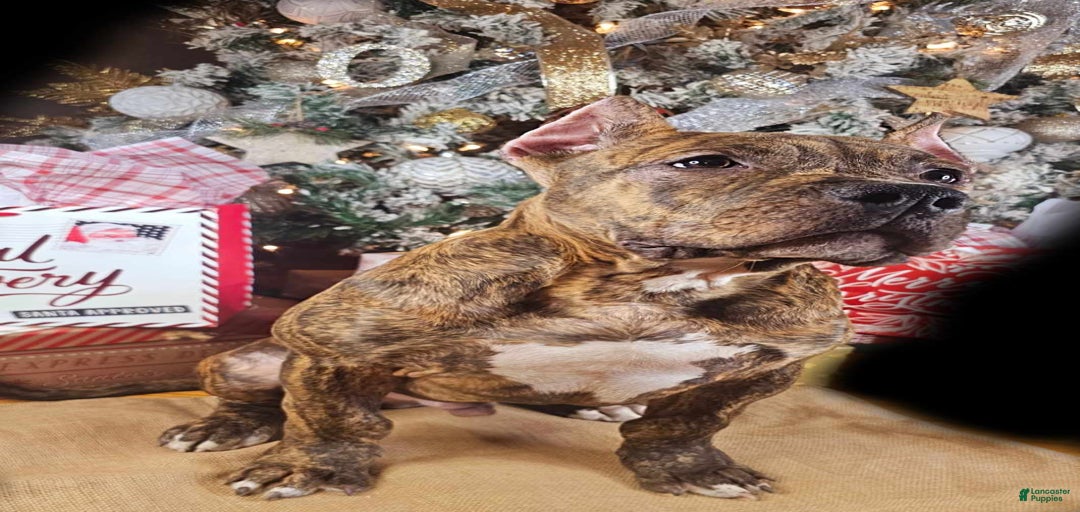 Gallery Image {{count}}