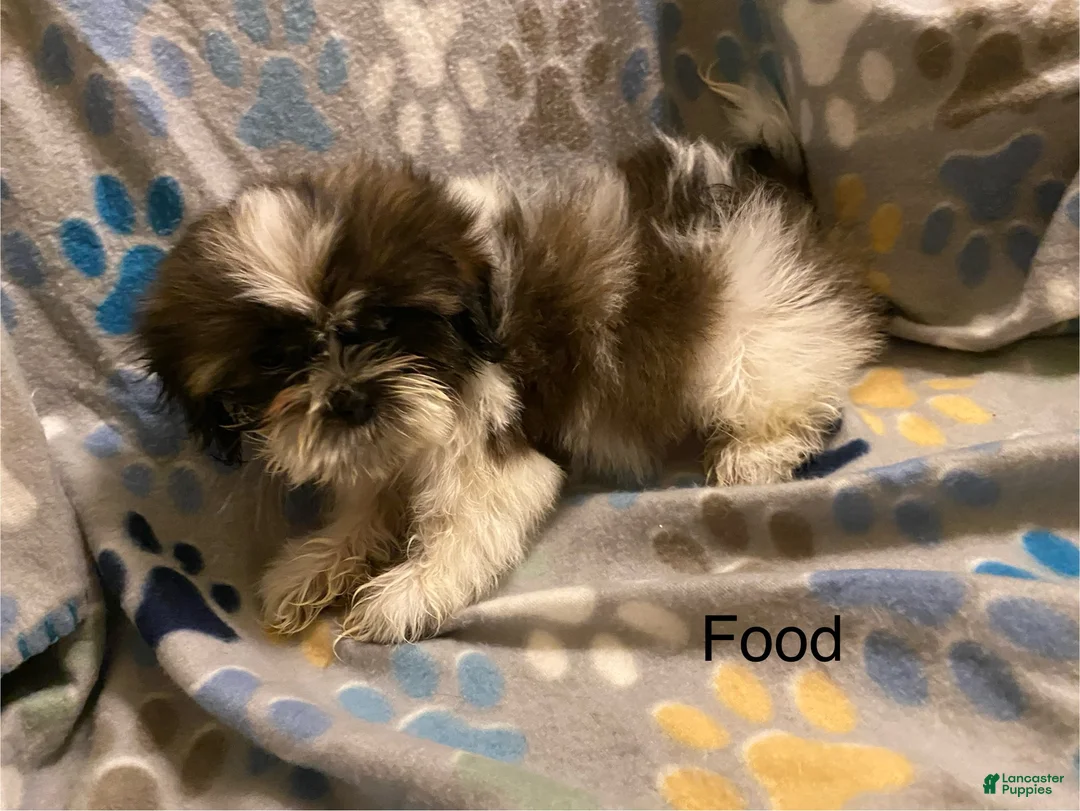 Shihpoo dogs for sale: Food  - Ad 1
