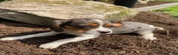 Beaglier dogs for sale: Ashlyn - Ad 3