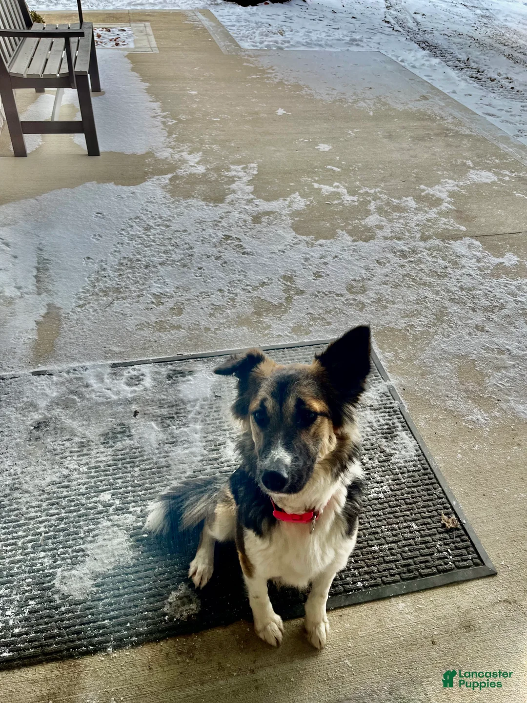 Mixed Breed dogs for sale: Teddy🩵 - Ad 6