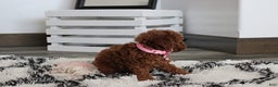 Toy Poodle dogs for sale: Pearl - Ad 10
