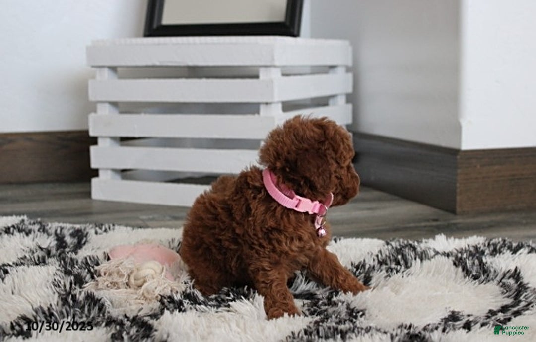 Toy Poodle dogs for sale: Pearl - Ad 10