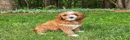 Mini Goldendoodle dogs for sale: Goldie - Ad 2