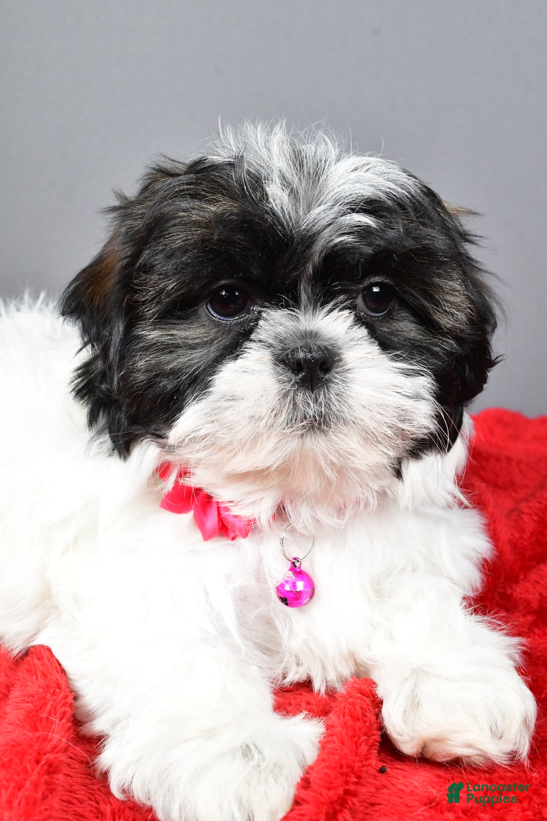 Shih Tzu dogs for sale: Bridget - Ad 3