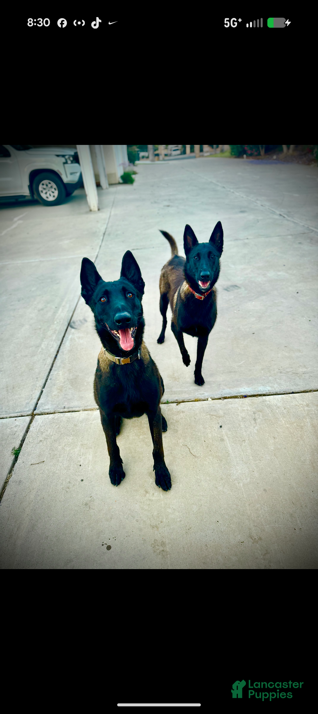 Belgian Malinois dogs for sale: Belgian Malinois Puppy 1 - Ad 2
