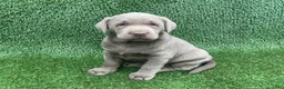 Labrador Retriever dogs for sale: Max - Ad 6