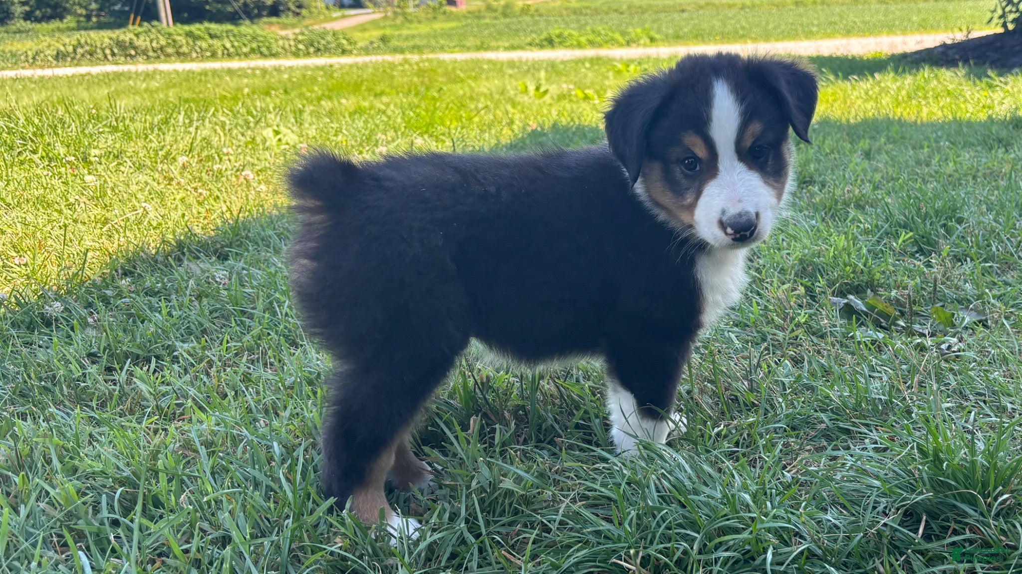 Miniature Australian Shepherd dogs #5 Beau - Ad 2