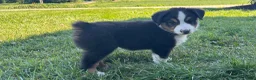 Miniature Australian Shepherd dogs for sale: Miniature Australian Shepherd Puppy 5 - Ad 1