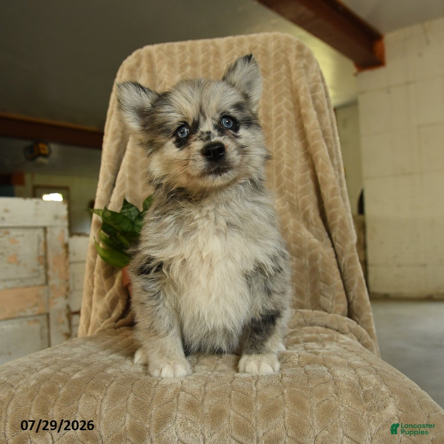 Pomsky dogs Zolton - Ad 1