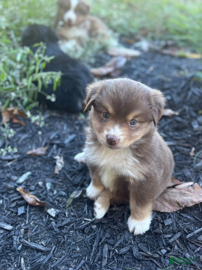 Miniature Australian Shepherd dogs Poppy - Ad 2