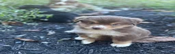Miniature Australian Shepherd dogs for sale: Poppy - Ad 2