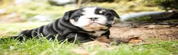 English Bulldog dogs for sale: Amelia - Ad 5