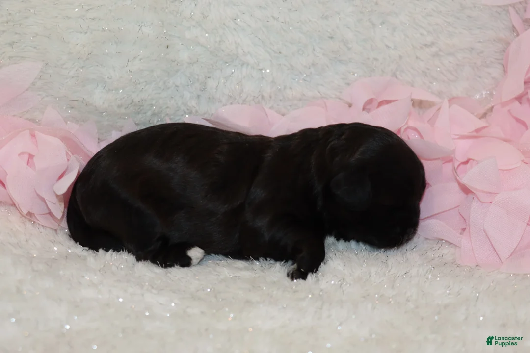 Shihpoo dogs for sale: Carry - Ad 5