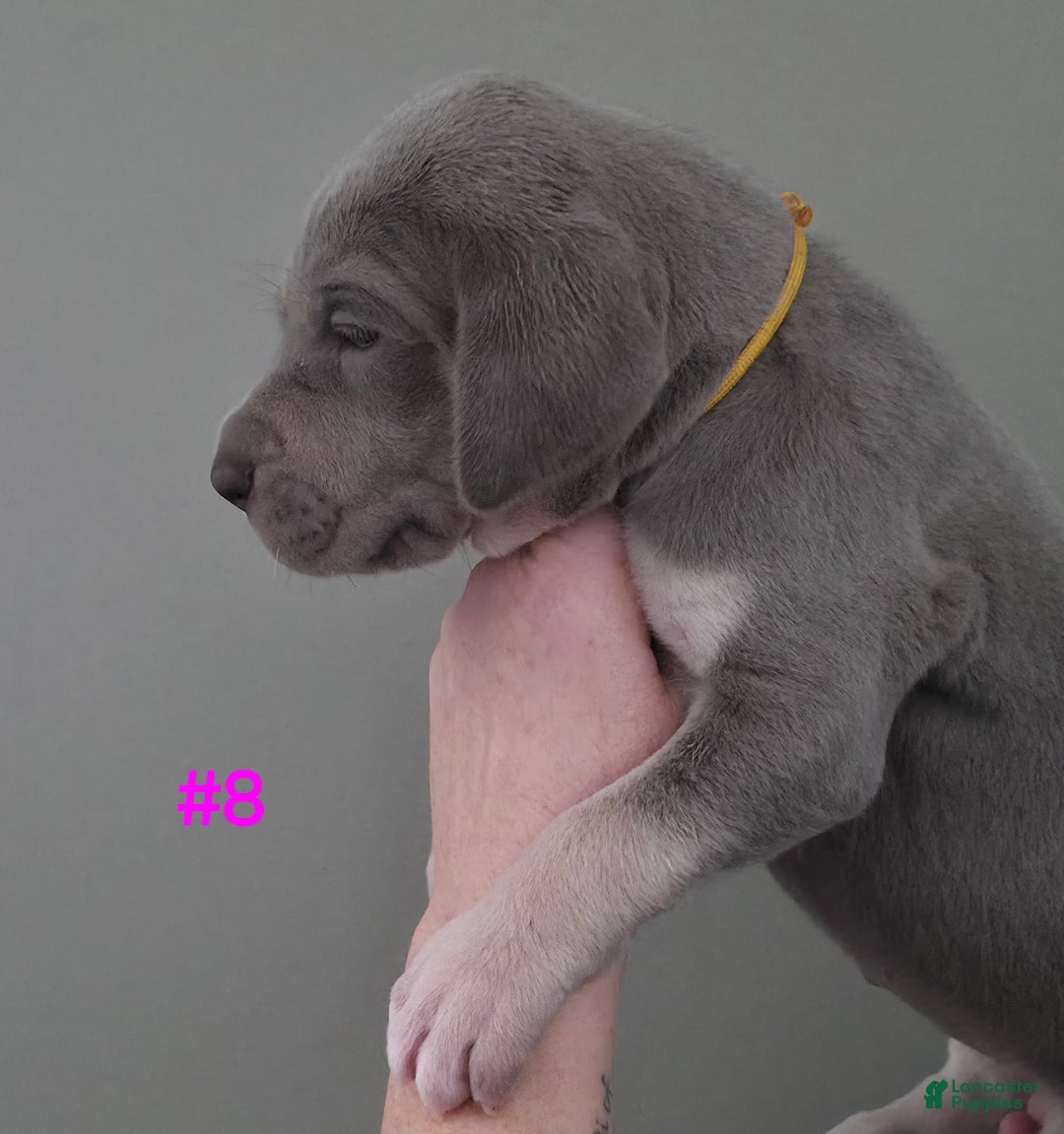 Great Dane dogs for sale: Great Dane Puppy 8 - Ad 2