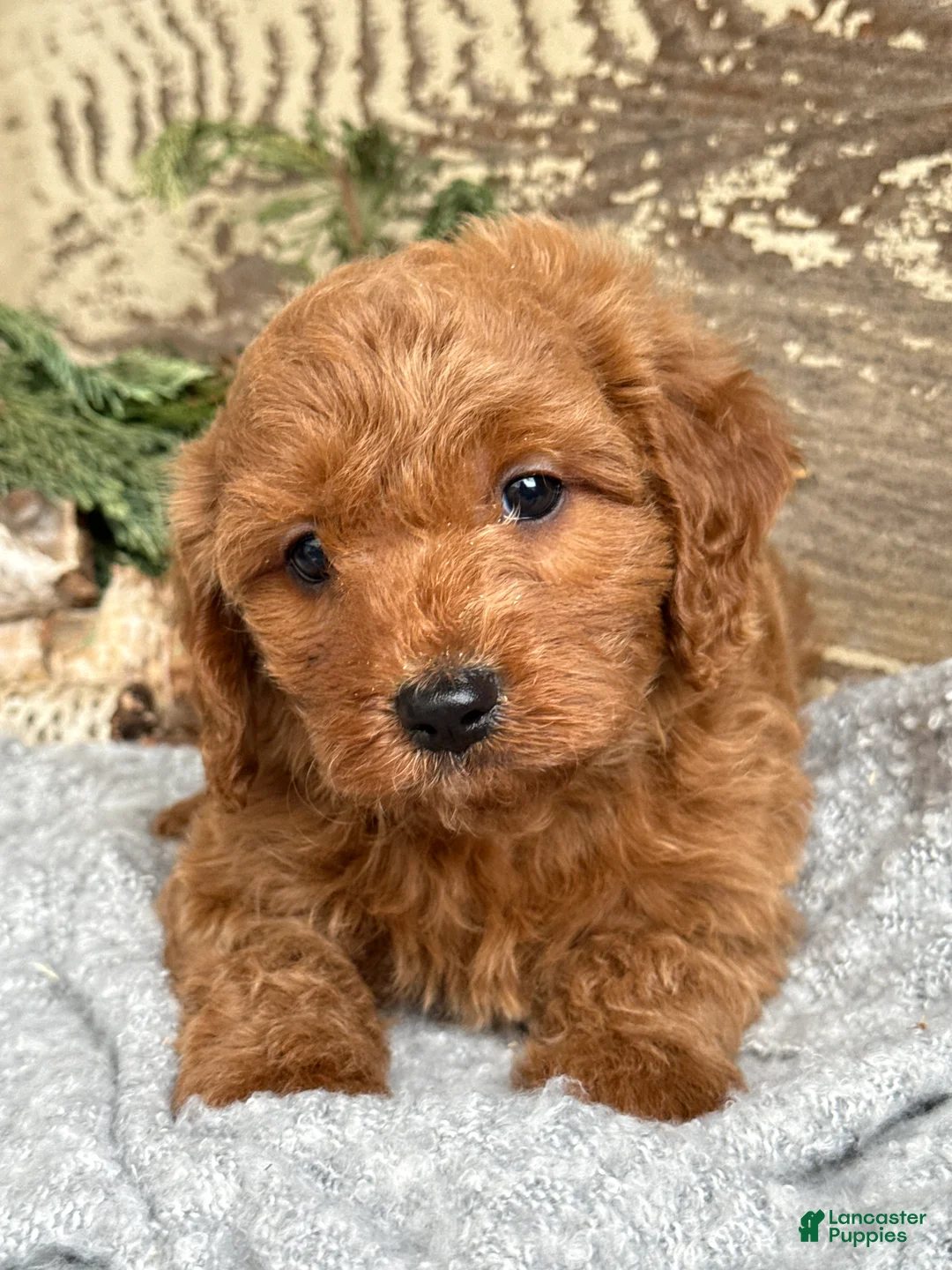 Mixed Breed dogs for sale: Stott - Ad 3