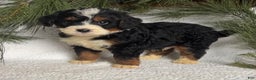 Mini Bernedoodle dogs for sale: Axel - Ad 2