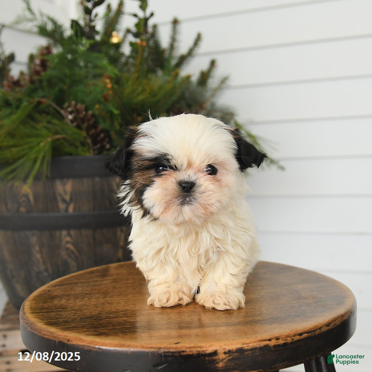 Shih Tzu dogs Minnie - Ad 11