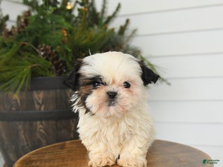 Shih Tzu dogs Minnie - Ad 41
