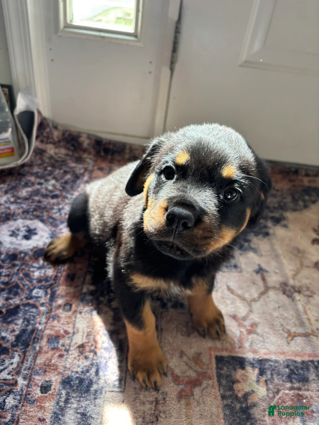 Rottweiler dogs for sale: Yellow - Ad 2