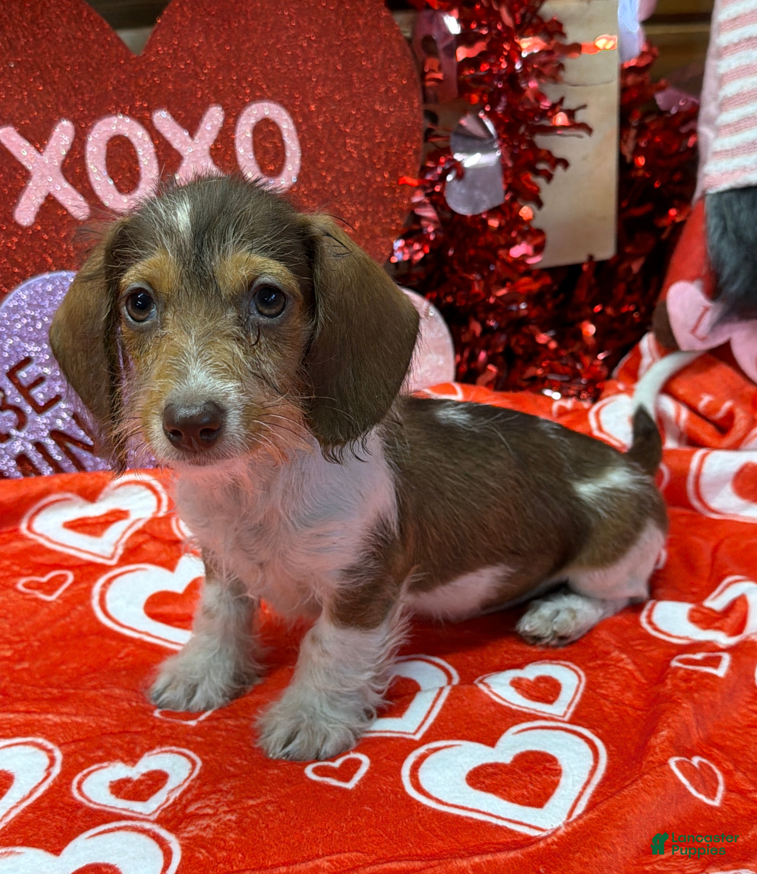 Miniature Dachshund dogs Nugget - Ad 8