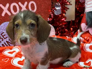 Miniature Dachshund dogs Nugget - Ad 8