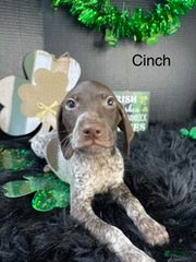 German Shorthaired Pointer dogs Cinch - Ad 21