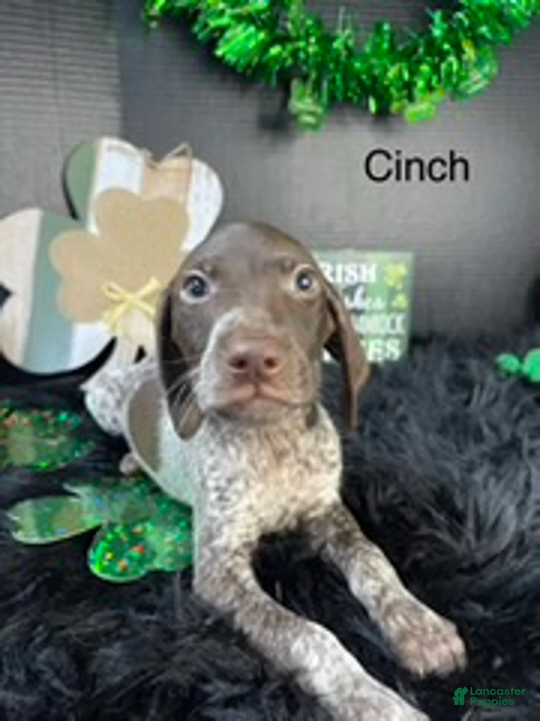 German Shorthaired Pointer dogs for sale: Cinch - Ad 1