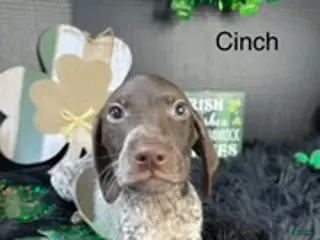 German Shorthaired Pointer dogs Cinch - Ad 21