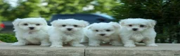 Maltese dogs for sale: PACO - Ad 18