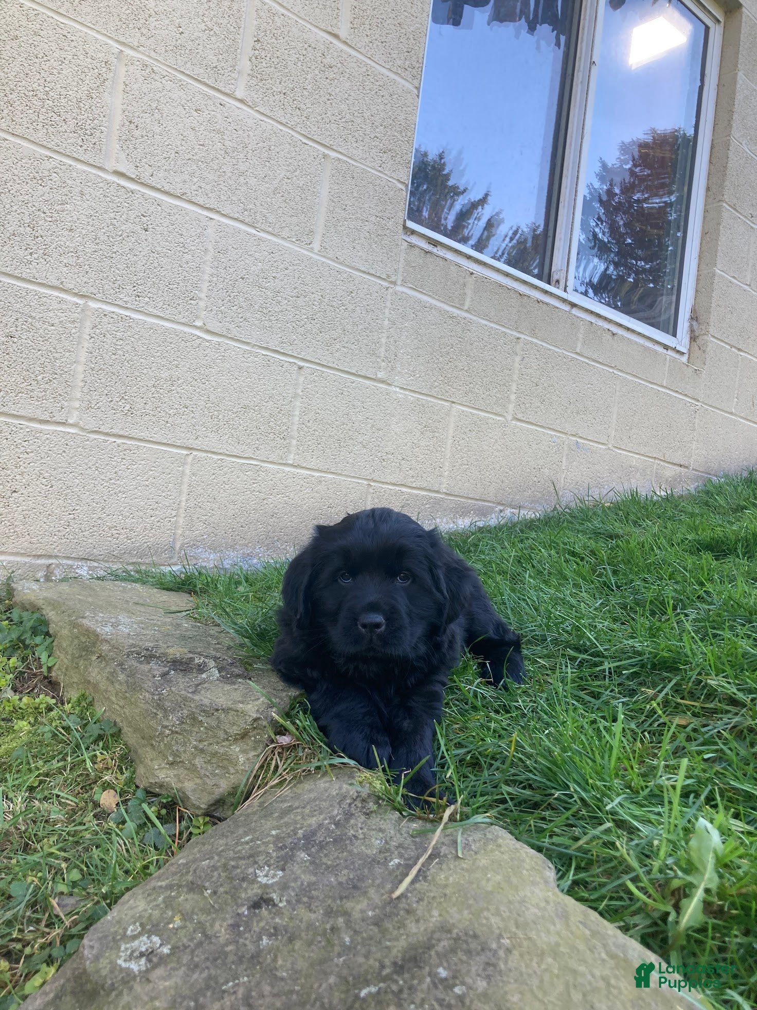 Newfoundland dogs for sale: Sunshine - Ad 1