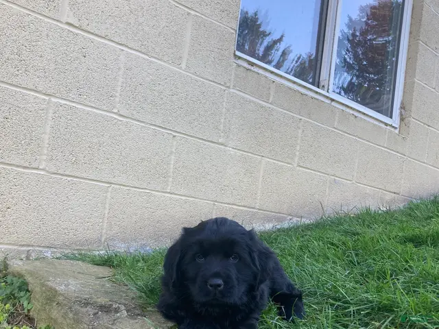 Newfoundland dogs for sale: Sunshine - Ad 1