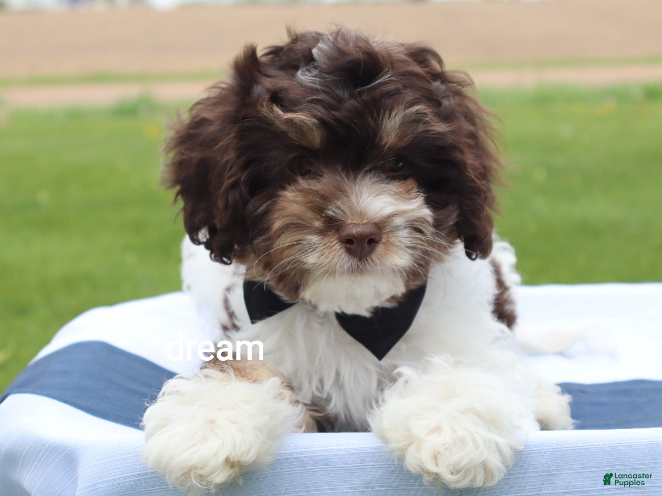Cavapoo dogs Echo - Ad 2